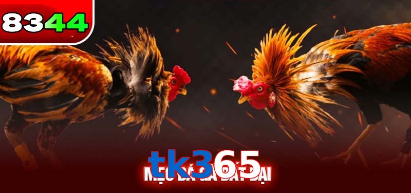 Đá gà tk365 có sức hấp dẫn