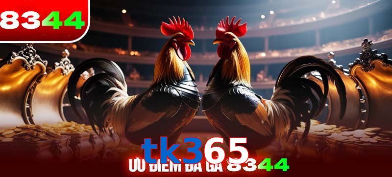 Thể loại đá gà tk365 được ưa chuộng 